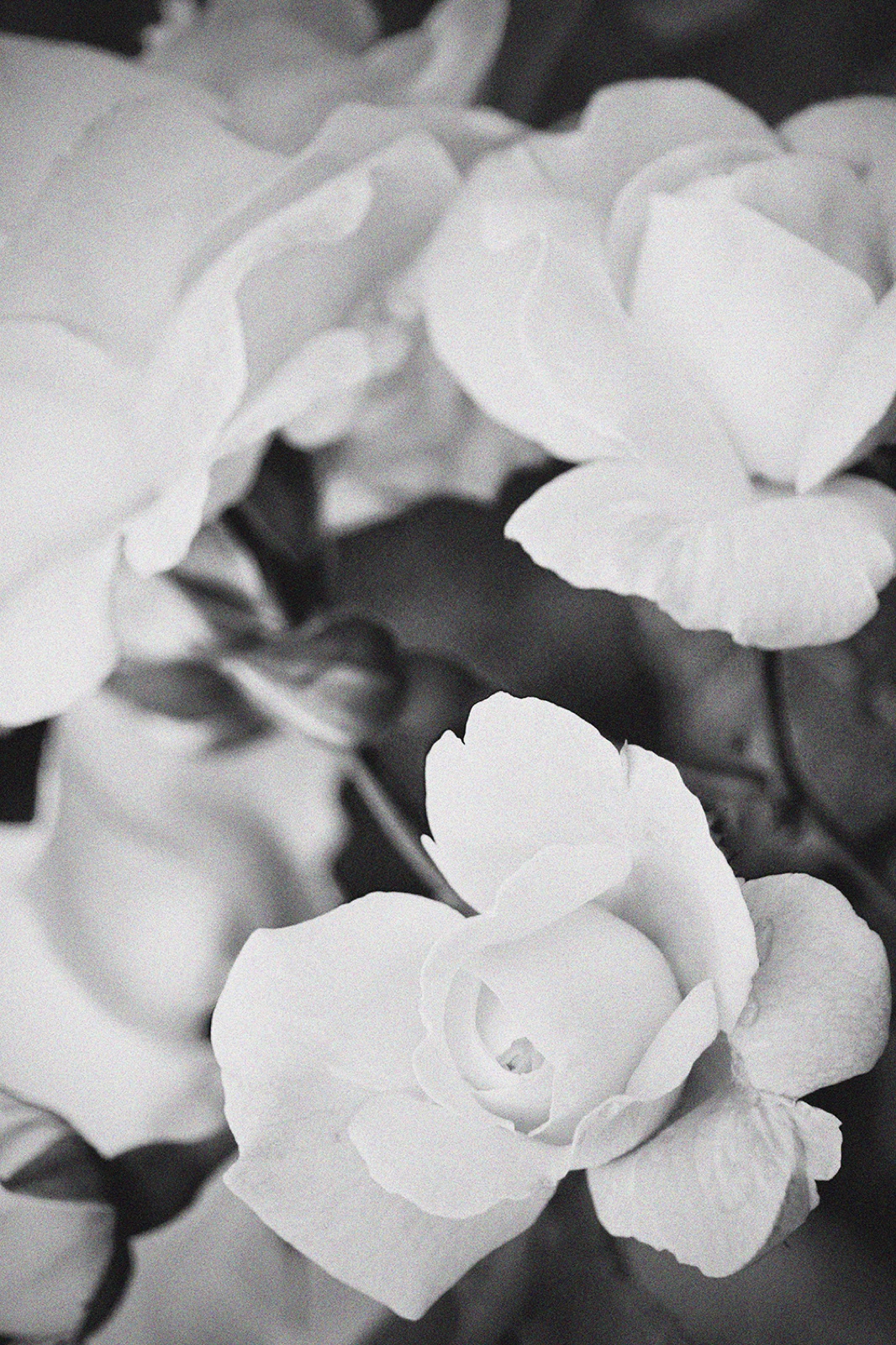 A gardenia in bloom