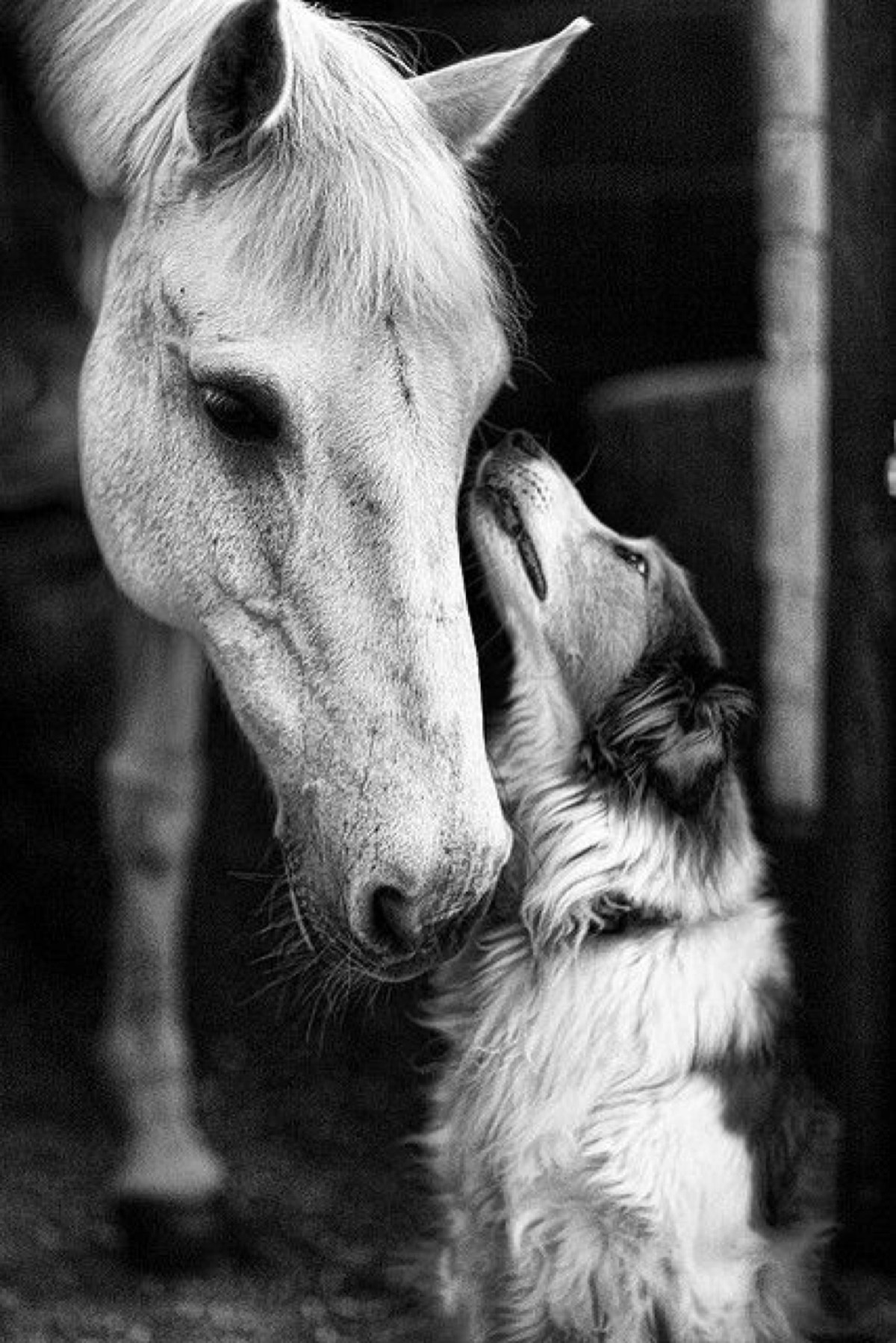 A horse and dog nuzzling, a bond of comfort